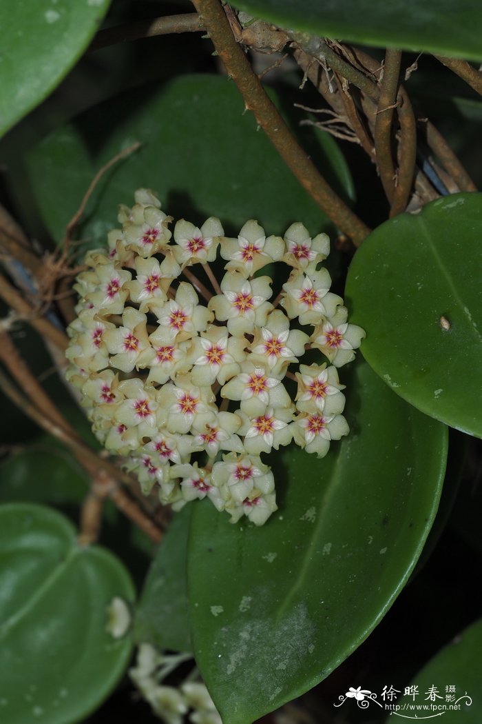 牵牛花种子