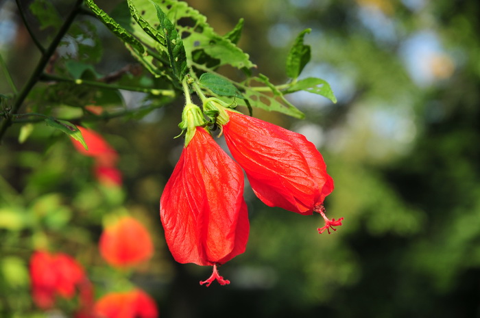 求购桂花树