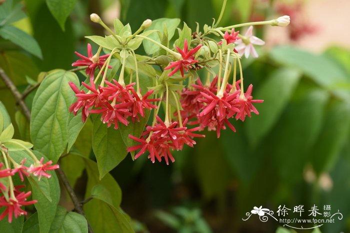 蔷薇花图片大全