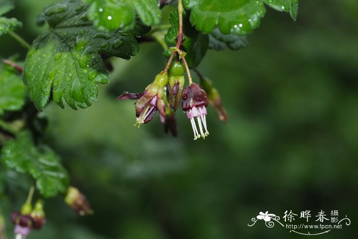 玫瑰花寓意