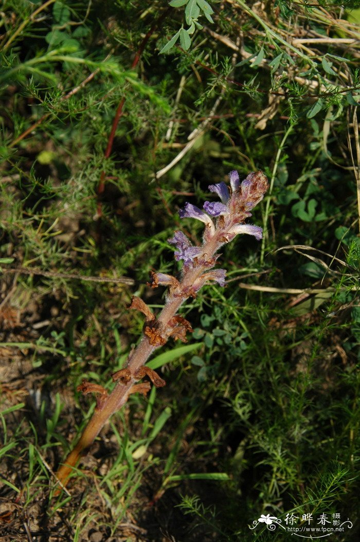 西红花种植