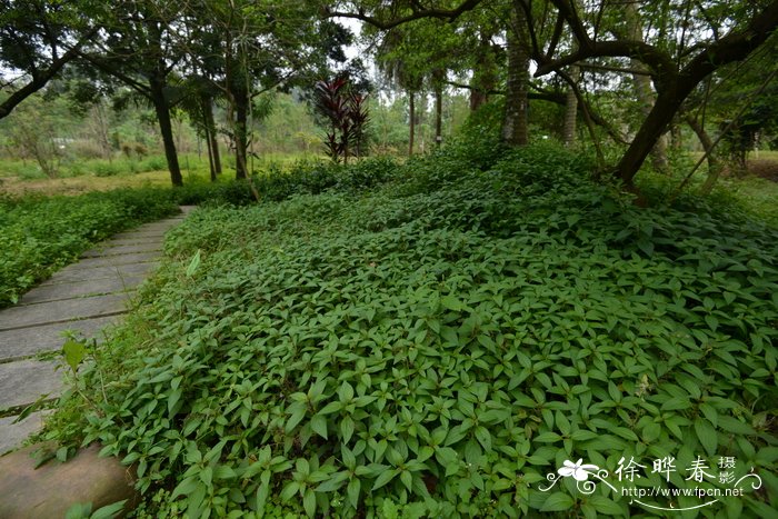 仙人球开花是什么兆头