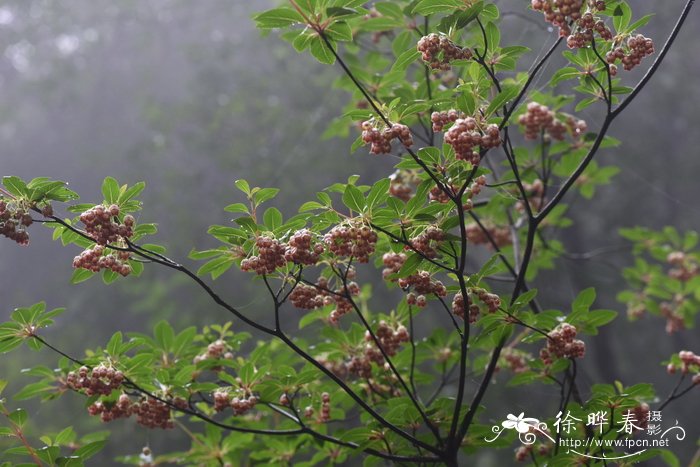 什么的芦苇