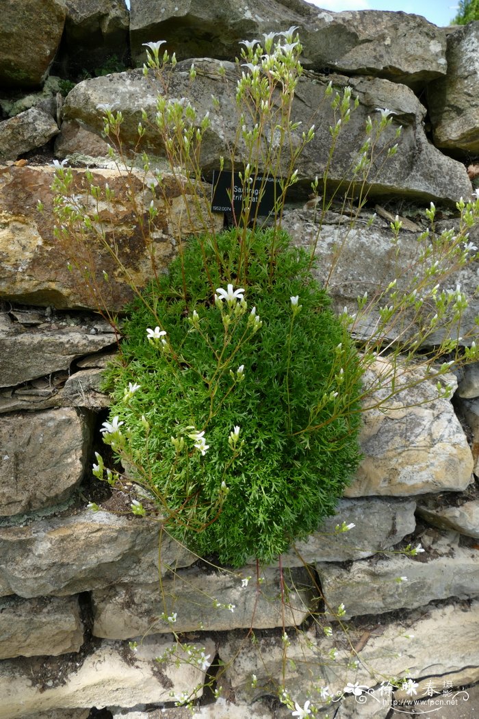 黄花槐