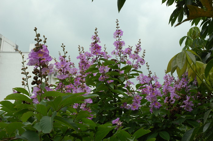 花卉大全及花名