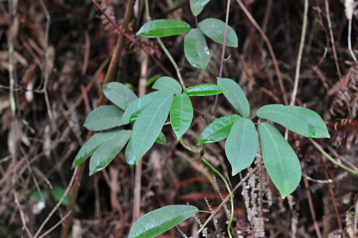 郁金香开花时间