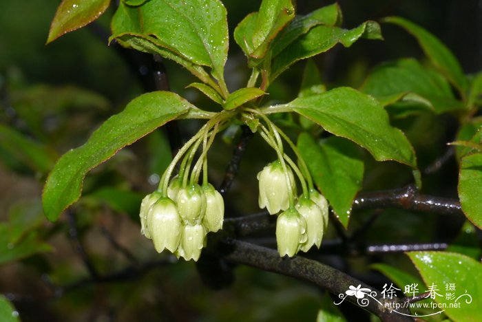 木兰花