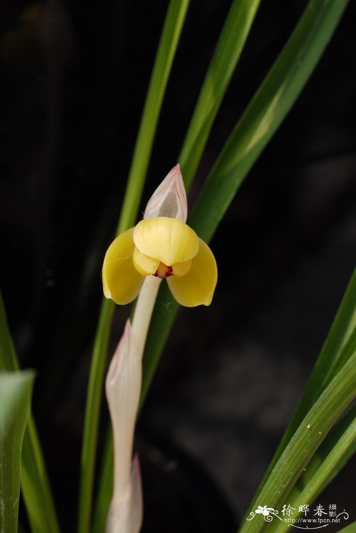 湖南桂花树