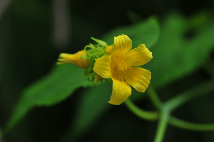 干香菇批发价