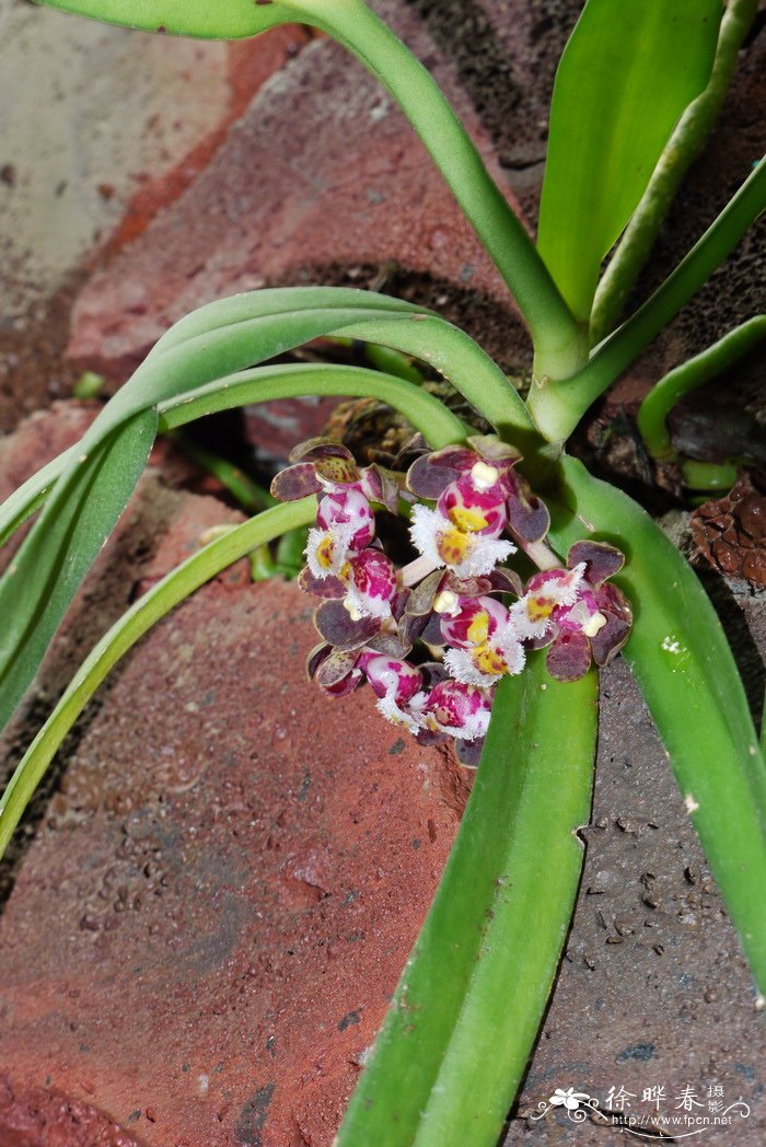 青花椒