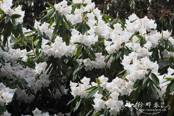 小葫芦种子的种植方法和时间