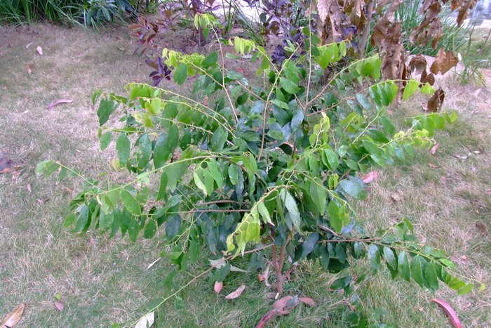 黑钻苹果适合哪里种植