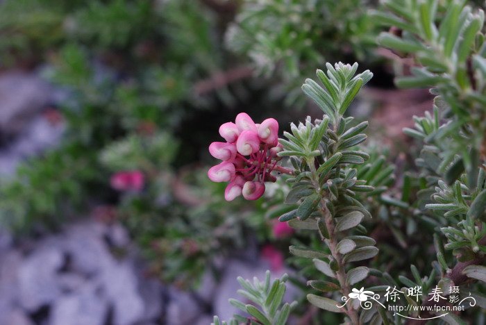 忘忧草 黄花菜