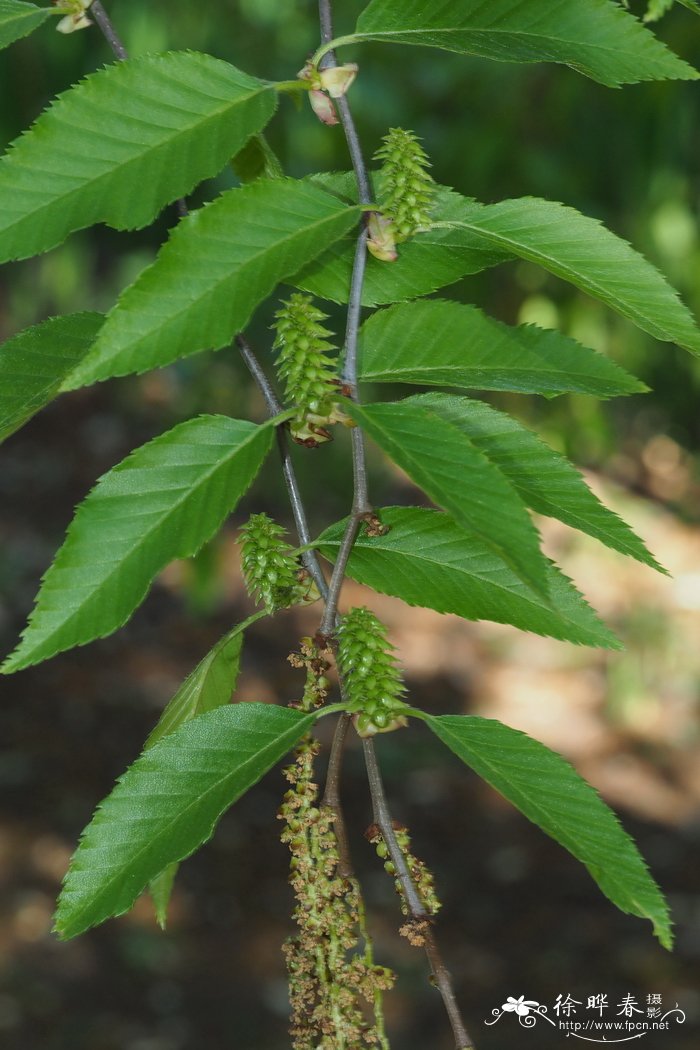 白玉兰花图片