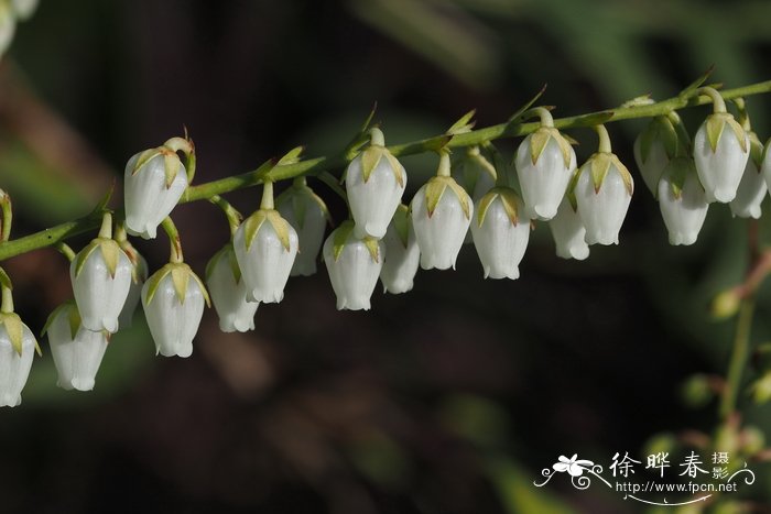 尿可以浇花吗