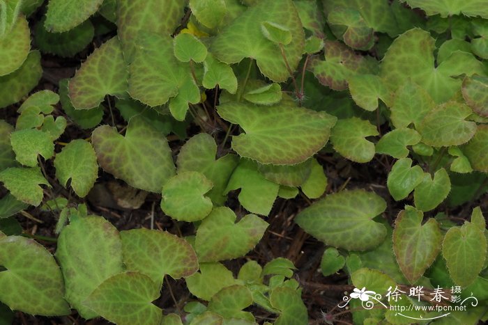 花语是绝望或孤独的花