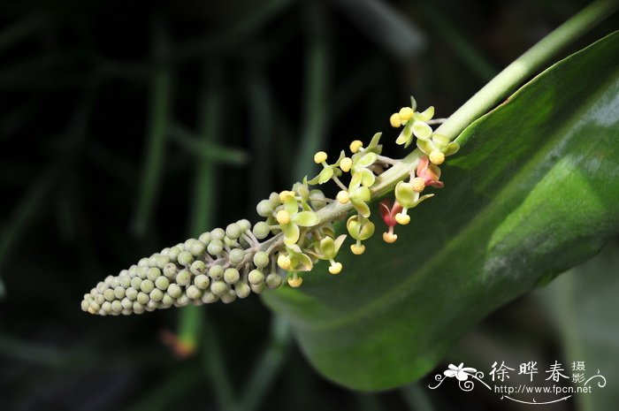 红背桂花