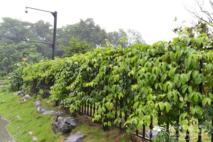 黄精怎样种植技术