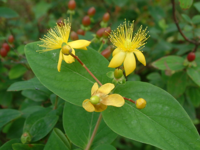 茜草花语