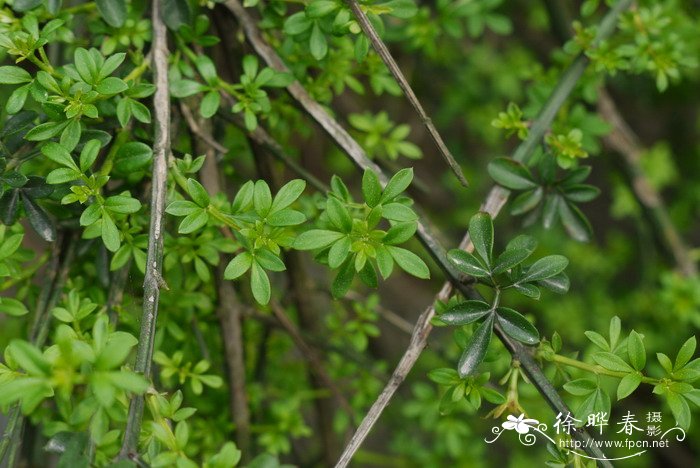 兰花用什么土栽培最好