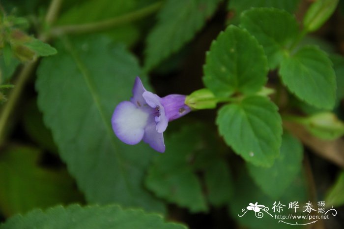 忘忧草是黄花菜吗