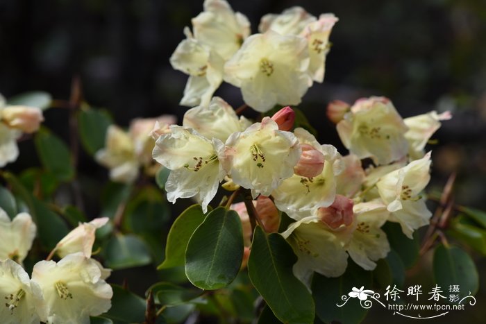 白百合花的图片