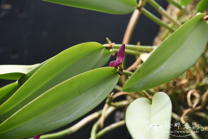 油菜花图片大全