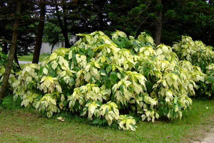 花毛茛花语