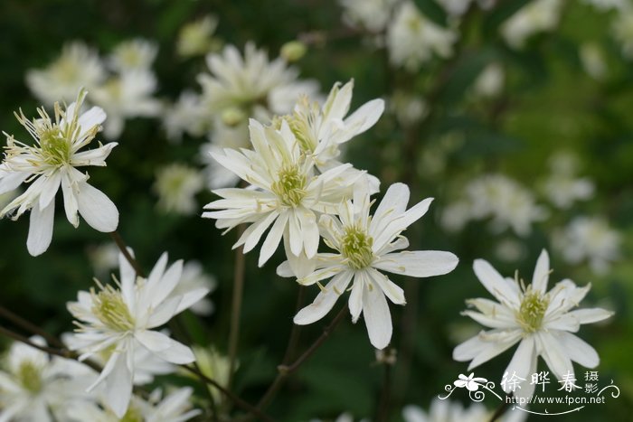 蔷薇花期