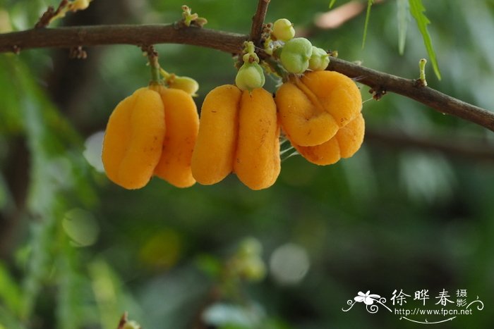 螨虫最怕什么植物