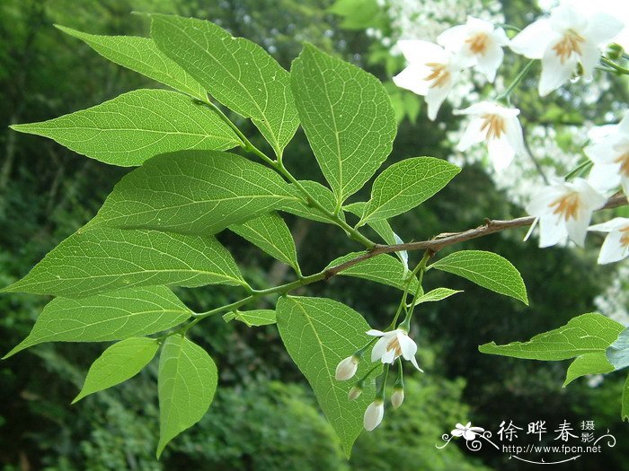 杏花图片大全