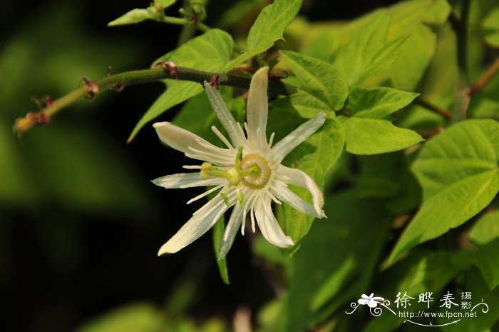 铜钱草的寓意和花语