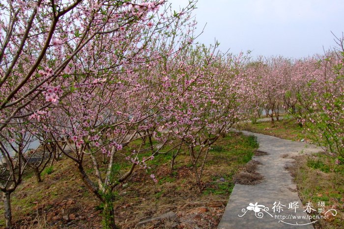 小桂花树苗