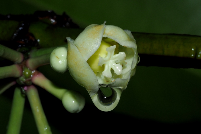 白花马蔺