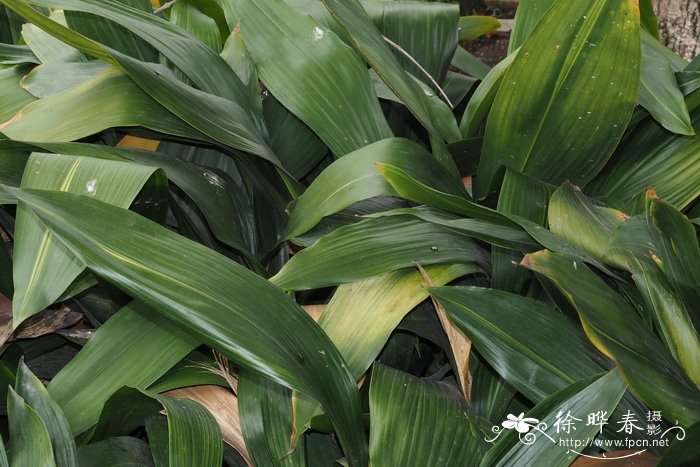 玉米种植技术