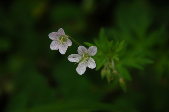 山菅兰