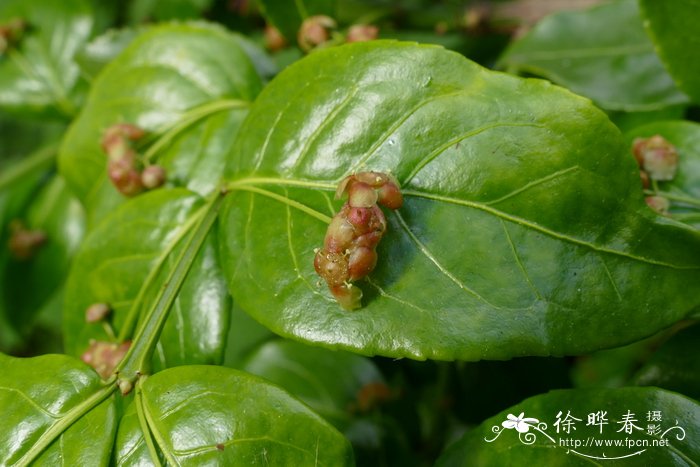 小叶栀子花