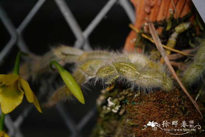 郁金香种植温度