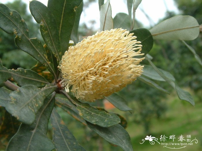 红枫树价格