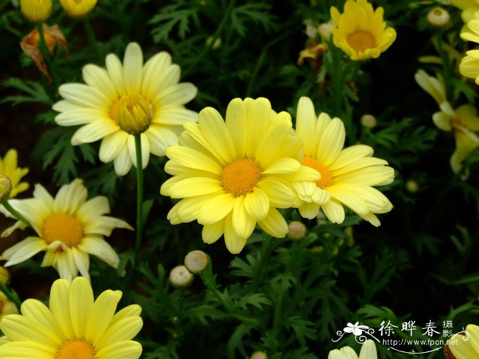 粉色玫瑰花语11朵