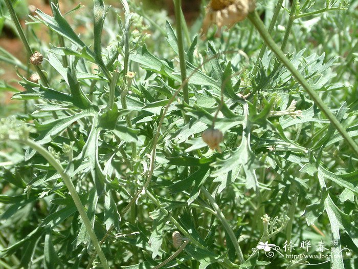 重阳节茱萸图片