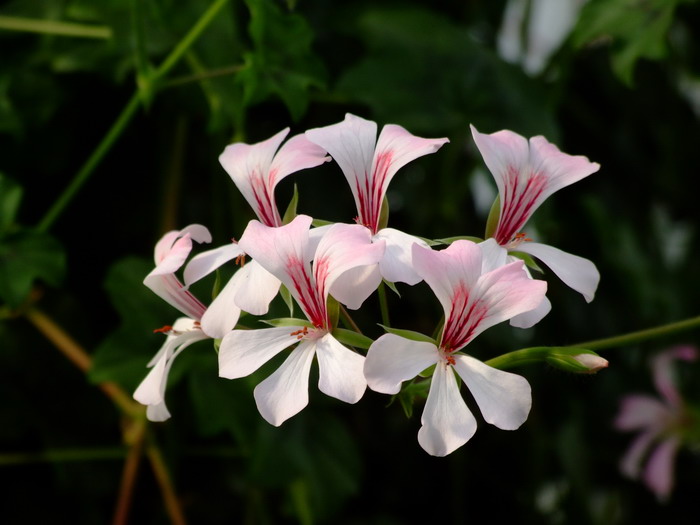 洋甘菊的花语和寓意