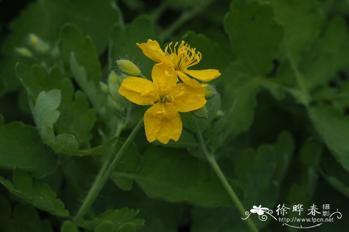 栀子花几月份开花