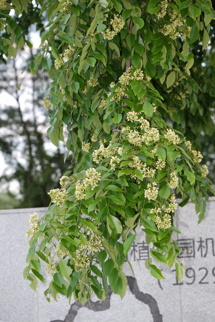 椰子靠什么传播种子 