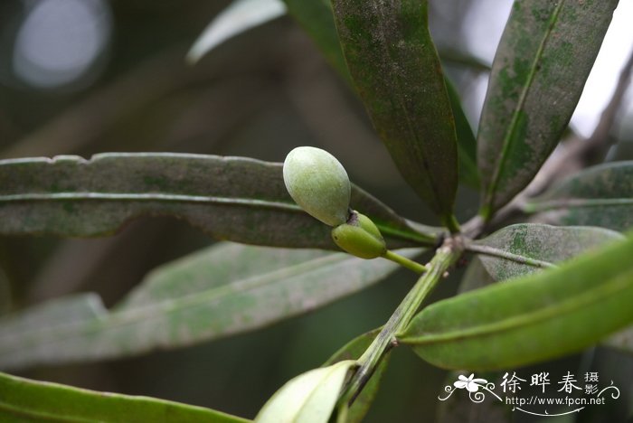 丽花