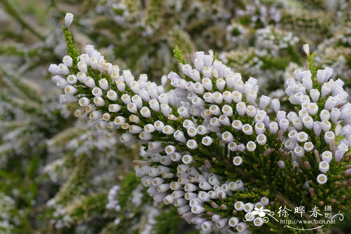 花椒价格最新行情2019