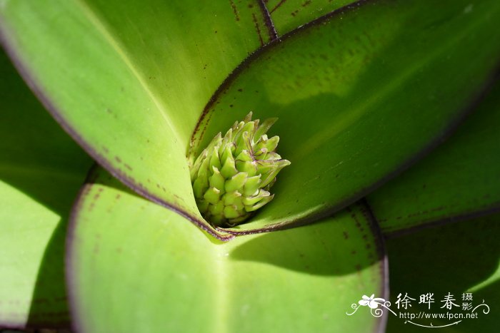 超级漂亮的花朵图片大全高清