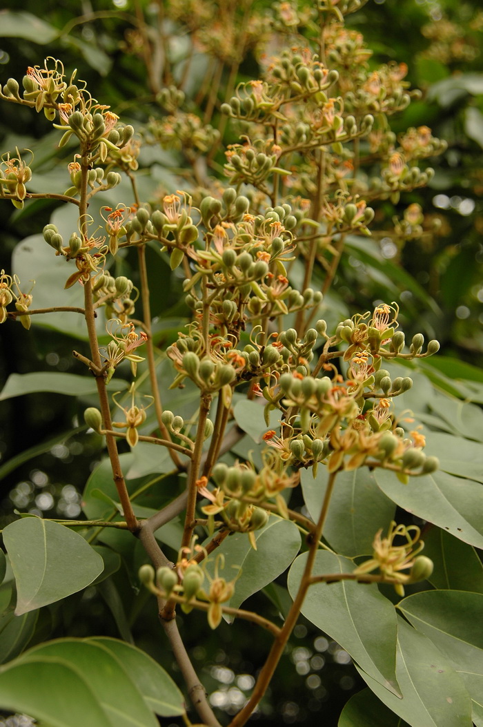 郁金香开花时间