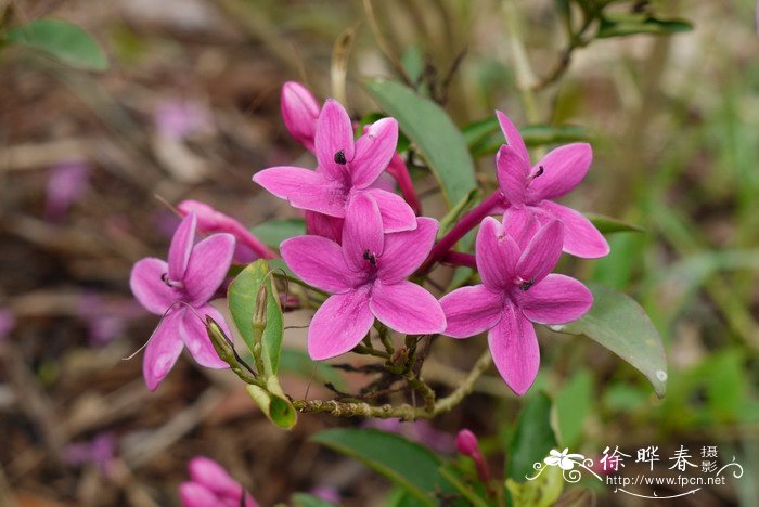 芦柑图片