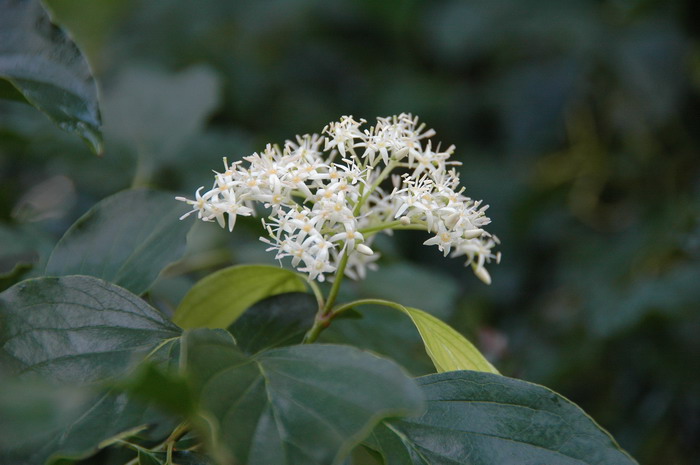 观花植物